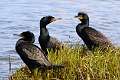 33: Cormorant - Double-crested