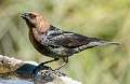 34: Cowbird - Brown-headed-1