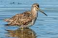 46: Dowitcher - Long-billed-1