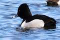 69: Duck - Greater Scaup