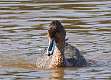 74: Duck - Northern Pintail female