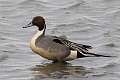 56: Duck - Northern Pintail