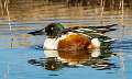 57: Duck - Northern Shoveler-1