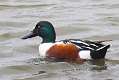 60: Duck - Northern Shoveler