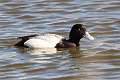 83: Duck - Scaup - Lesser