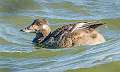 87: Duck - Scoter-White-winged-2