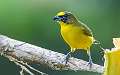 75: Euphonia - Thick-billed-1