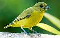 76: Euphonia - White-lored -1