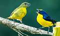 77: Euphonia - Yellow-throated-1