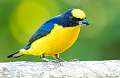 78: Euphonia - Yellow-throated-2