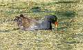 88: Gallinule - Common-1