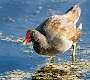 89: Gallinule - Common-2