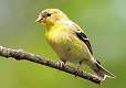 91: Goldfinch - American-2