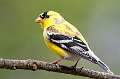 92: Goldfinch - American-3