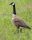 95: Goose - Canada-1