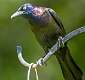 102: Grackle - Boat-tailed-1