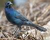 103: Grackle - Boat-tailed-2