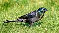 105: Grackle - Common-1