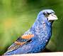 108: Grosbeak - Blue-1