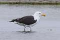 120: Gull - Lesser Black-backed