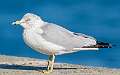 121: Gull - Ring-billed-1