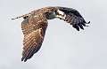 161: Hawk - Osprey-1