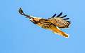 130: Hawk - Red-tailed-1