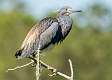 148: Heron - Tricolored-1