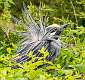 150: Heron - Yellow-crowned Night-1