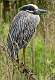 151: Heron - Yellow-crowned Night-2