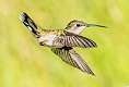 153: Hummingbird - Ruby-throated-2