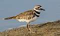 171: Kildeer-1