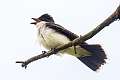 172: Kingbird - Eastern-1