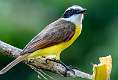 176: Kiskadee-3