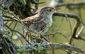 183: Marsh Wren