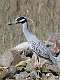 200: Night-heron - Yellow-crowned