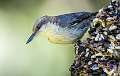 202: Nuthatch - Brown-headed-1