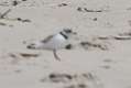 227: Plover - Piping