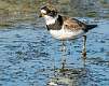 228: Plover - Semipalmated-1