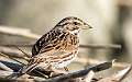 265: Sparrow - Savannah-1