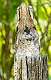 275: Stickbird - Common potoo-1