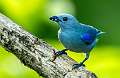 286: Tanager - Bluegray-2