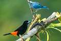 288: Tanager - Scarlet-rumped-1