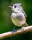 299: Titmouse - Tufted-1