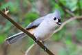 300: Titmouse - Tufted