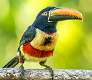 301: Toucan - Fiery-billed Aracari-1