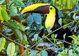 302: Toucan - Yellow Throated-1