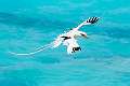 306: Tropicbird - Black And White-1