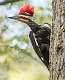 334: Woodpecker - Pileated-1