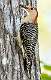 336: Woodpecker - Red-bellied-2